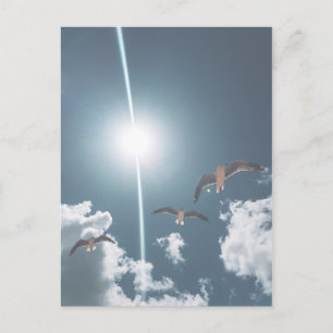 Carte Postale Mouettes volantes Ciel nuages Soleil