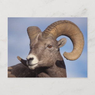 Carte Postale mouflon canadien, mouflon d'Amérique, Ovis canaden