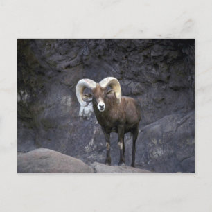 Carte Postale Mouflon du désert (bélier adulte)