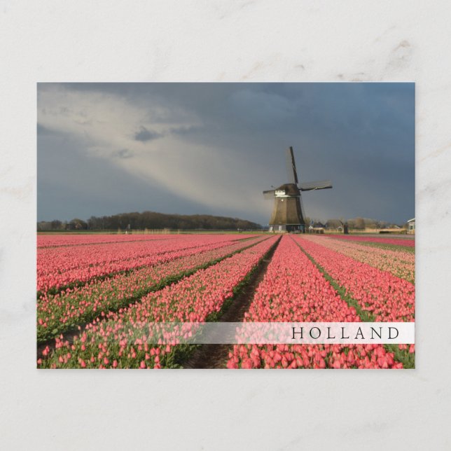 Carte Postale Moulin à vent avec tulipe rose au printemps (Devant)