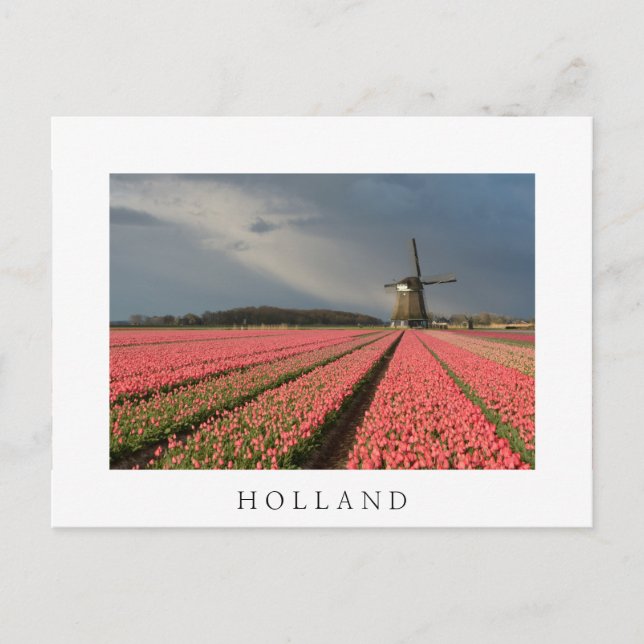 Carte Postale Moulin à vent avec tulipe rose au printemps (Devant)