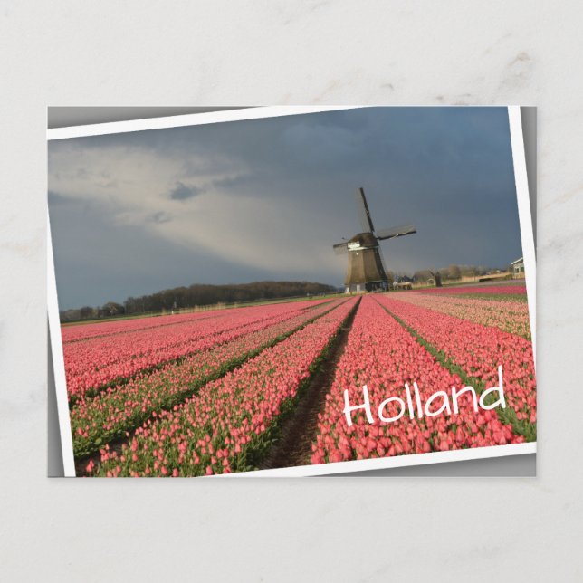 Carte Postale Moulin à vent avec tulipes roses au printemps (Devant)