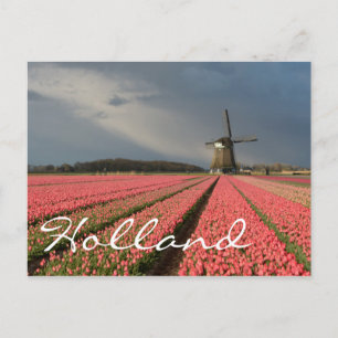 Carte Postale Moulin à vent avec tulipes roses au printemps
