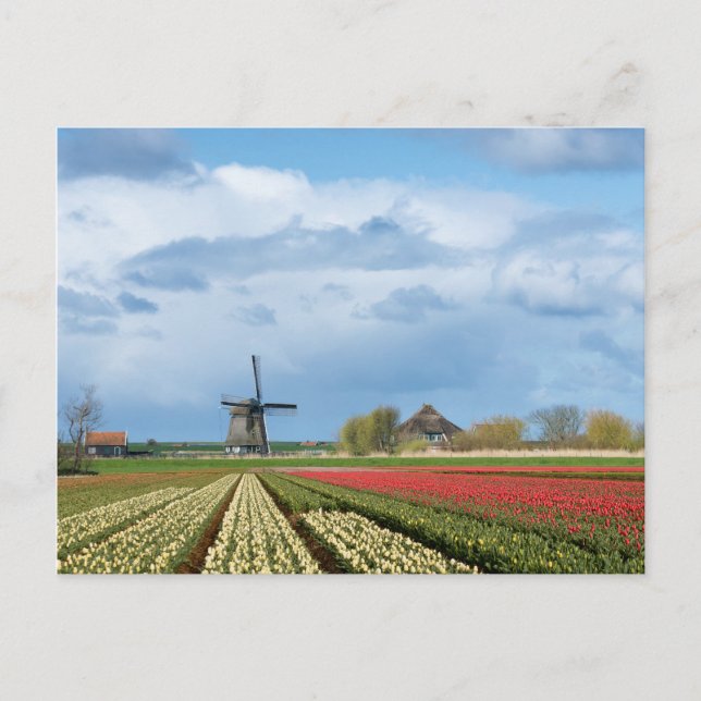 Carte postale moulin à vent et tulipes paysage (Devant)