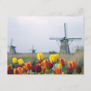 Carte Postale Moulins à vent et tulipes le long du canal à