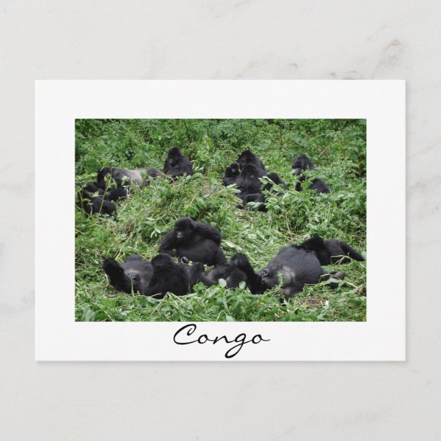 Carte Postale Mountain gorilla group Congo frontière blanche car (Devant)