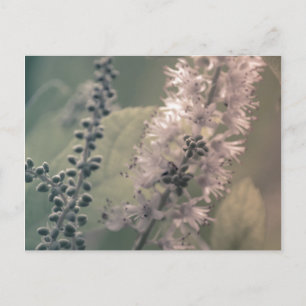Carte postale Mountain Holly