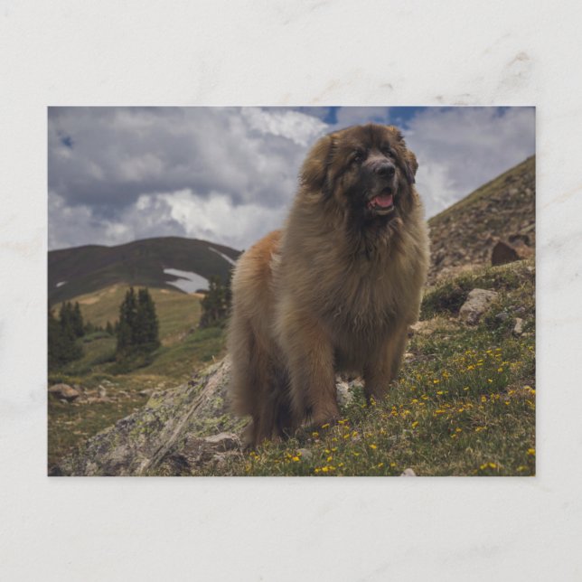 Carte Postale Mountain Leonberger (Devant)