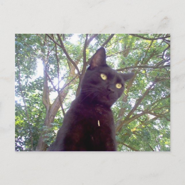 Carte Postale Mouschi (Devant)