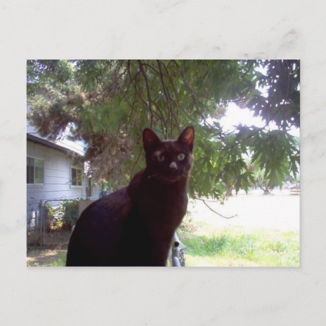 Carte Postale Mouschi (Devant)