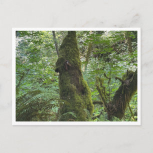Carte Postale Mousse verte