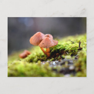 Carte Postale Mousses et lichens avec de minuscules champignons