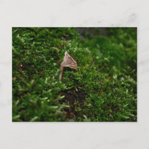 Carte Postale Mousses et lichens avec de minuscules champignons