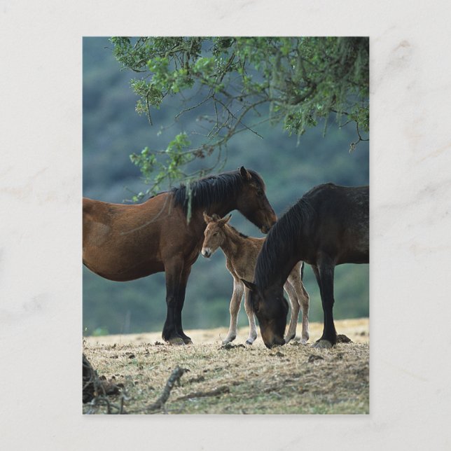 Carte Postale Moustang sauvage Mare & Foie (Devant)