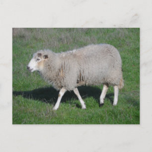 Carte Postale Mouton