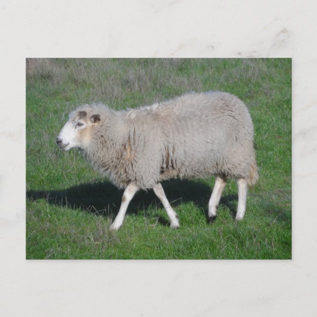 Carte Postale Mouton (Devant)