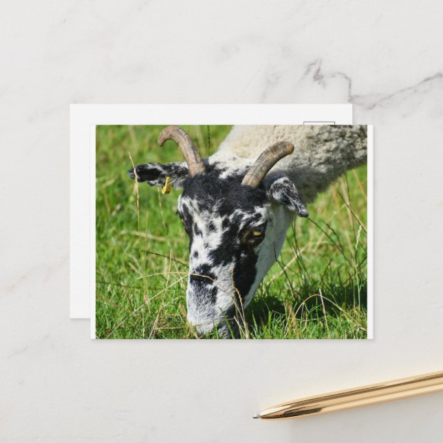 Carte Postale Mouton (Devant/Arrière en situation)