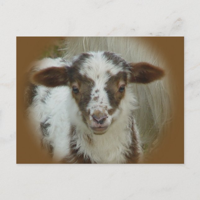 Carte Postale Mouton - Agneau Brown tacheté (Devant)