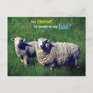 Carte Postale Mouton avec agneau dans la prairie