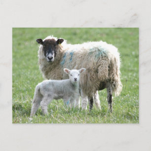 Carte Postale Mouton avec son agneau
