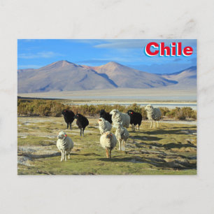 Carte Postale mouton chilien