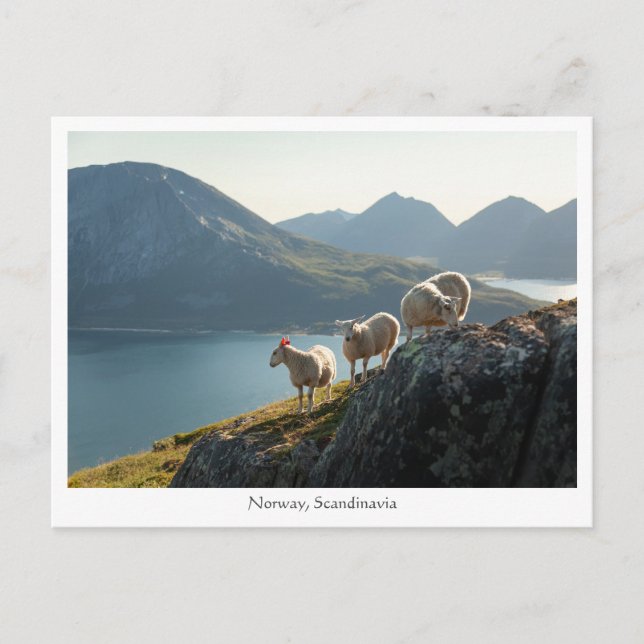 Carte Postale Mouton de Norvège (Devant)