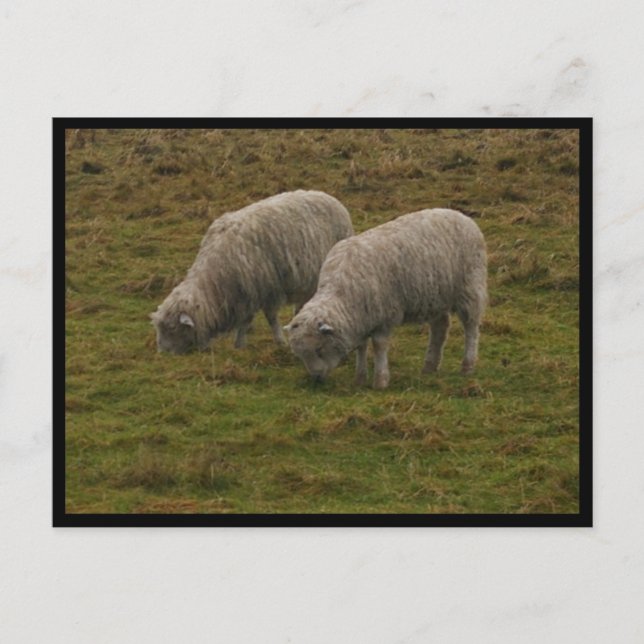 Carte Postale Mouton de Stonehenge (Devant)