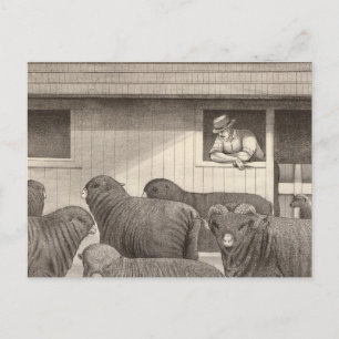 Carte Postale mouton mérino