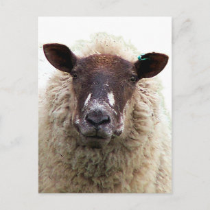 CARTE POSTALE MOUTON MIGNON
