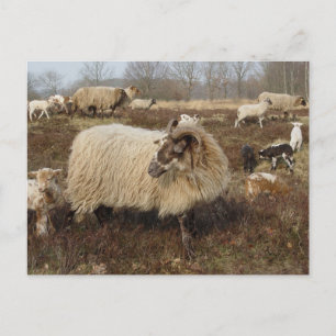 Carte Postale Mouton - Mouton dans le champ Heather