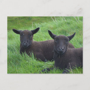 Carte Postale Mouton noir