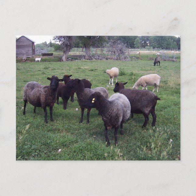 Carte Postale Mouton noir (Devant)