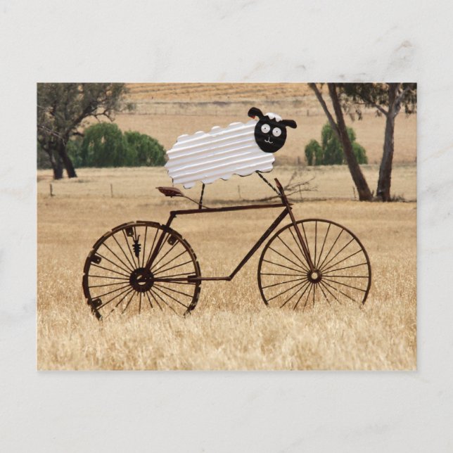 Carte Postale Moutons (Devant)