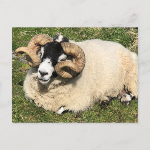 Carte Postale Moutons à cornes frisées. Île d'Islay, Écosse