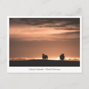 Carte Postale Moutons au coucher de soleil des Lofoten
