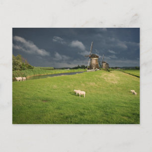 Carte Postale Moutons avec moulins à vent sous des nuages sombre