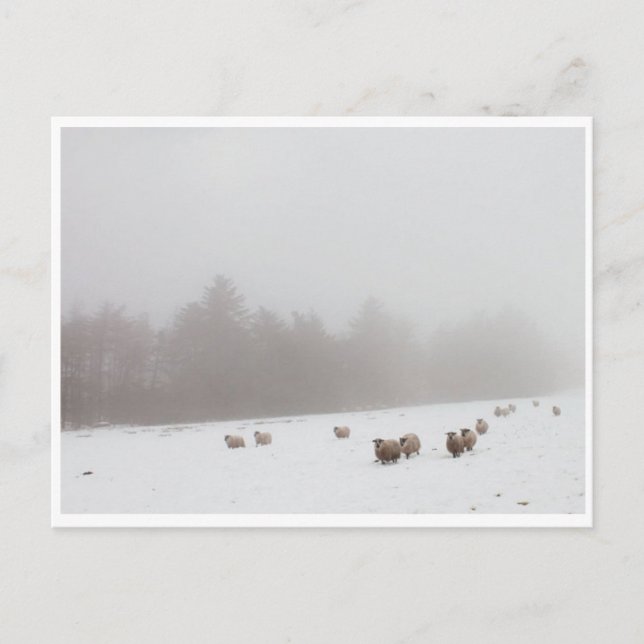 Carte Postale Moutons dans la fosse (Devant)