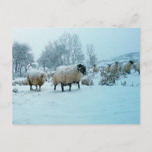 Carte Postale Moutons dans la scène hivernale neige Acrylique Ji