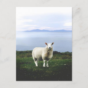 Carte Postale Moutons dans les prairies du Royaume-Uni avec Arri