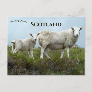 Carte Postale Moutons dans l'île de Skye en Écosse