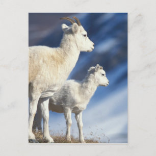 Carte Postale moutons de dall, dalli d'Ovis, brebis et agneau