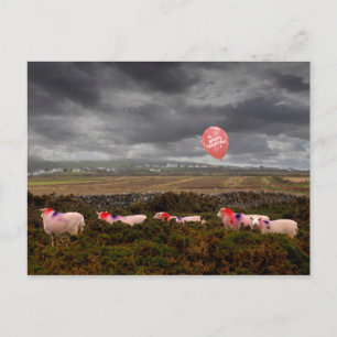 Carte Postale moutons de Noël