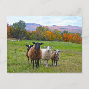 Carte Postale Moutons du Vermont en Automne