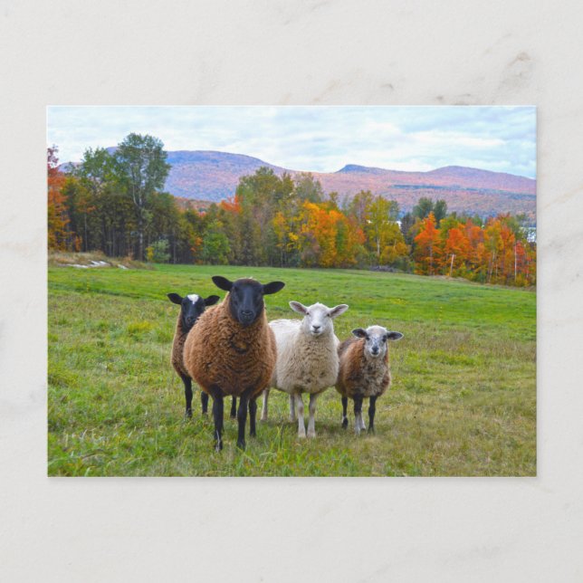 Carte Postale Moutons du Vermont en Automne (Devant)