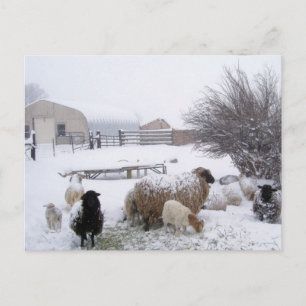 Carte Postale Moutons En Avril Neige
