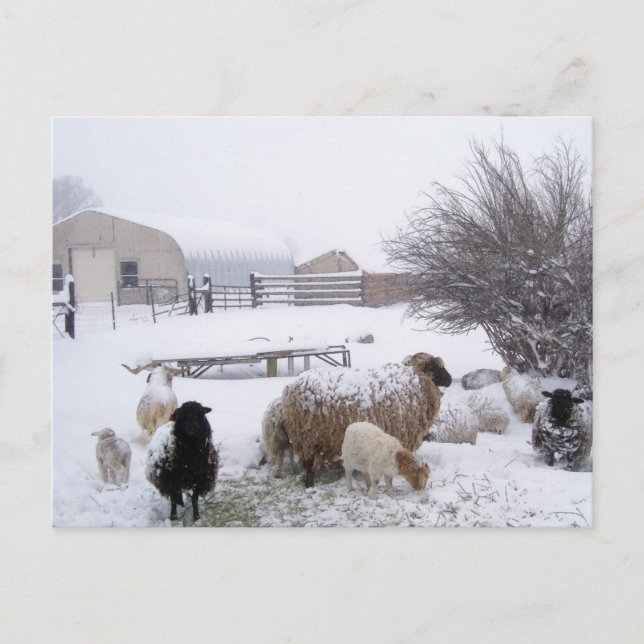 Carte Postale Moutons En Avril Neige (Devant)