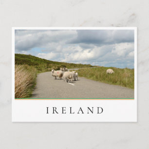 Carte Postale Moutons sur la route en Irlande
