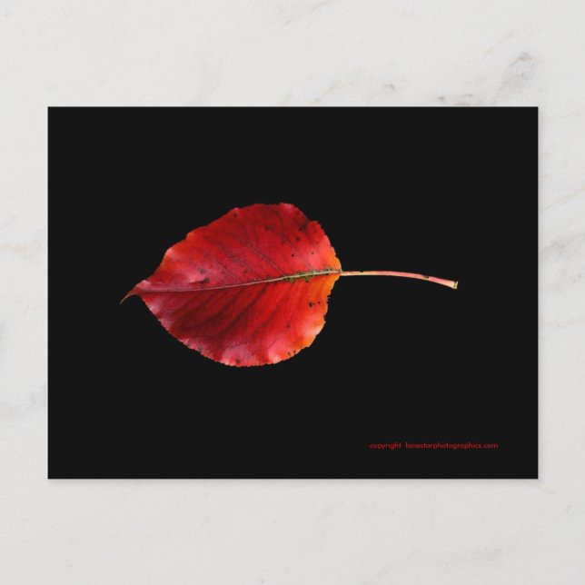 Carte Postale MP 0215B Leaf 2 WC Post Card (Devant)