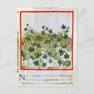 Carte Postale Ms 3054 fol.20 Melons, de 'Tacuinum Sanitatis'