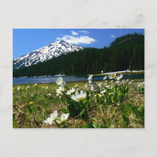 Carte Postale Mt Bachelor & Fleurs sauvages 1